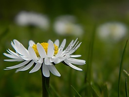 雛菊,花,自然