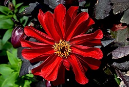 花,紅色,橙色