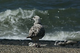 海鷗,鳥,海
