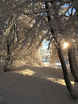 冬天,雪,林