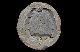 化石,carpoidea,mitrocystites 米特拉