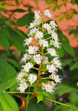 花卉,白,綠色