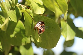 蝸牛,性質(zhì),葉