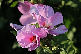芙蓉,棉花糖,锦葵