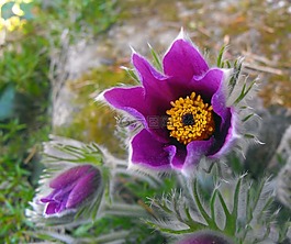 的,花,植物