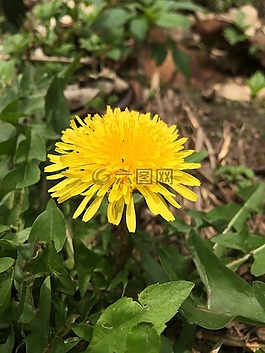 花,盛開,艷陽