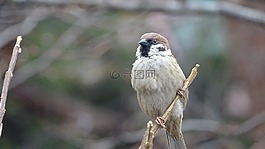 野生動(dòng)物,大自然,新增功能