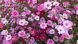 s,宇宙,鮮花