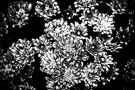菊花,花,廠