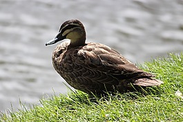 鴨,鳥,湖