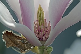 玉蘭,開花,洞察力