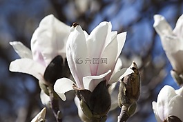 玉蘭,開花,布什