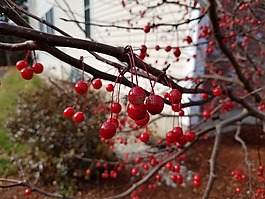 紅色,冬天,漿果