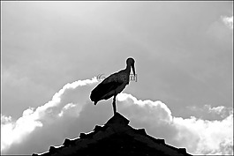 鸛,鳥,阿爾薩斯