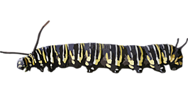 動(dòng)物,毛蟲(chóng),昆蟲(chóng)