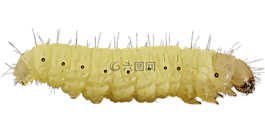 動物,毛蟲,昆蟲