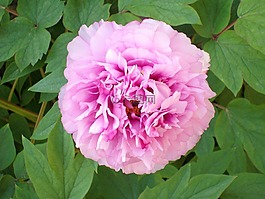 性質,花