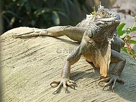 蜥蜴,爬行動物,性質