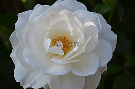 白玫瑰,花瓣,玫瑰綻放