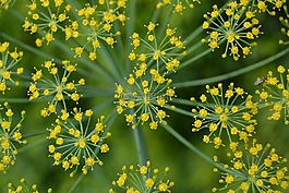 花,黃色,綠色