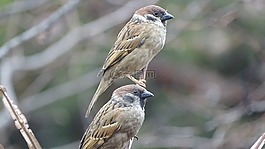 新增功能,大自然,野生動物