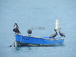 鵜,海,自然