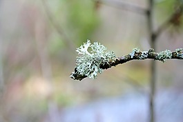 冰島苔蘚,青苔,科