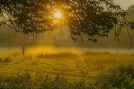 日出,霧,樹