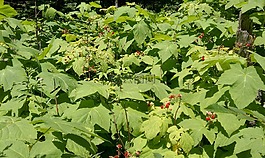 覆盆子,漿果,野生