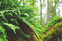 蕨類,森林,性質(zhì)