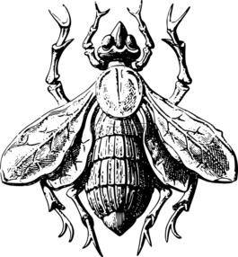 動(dòng)物,飛,昆蟲