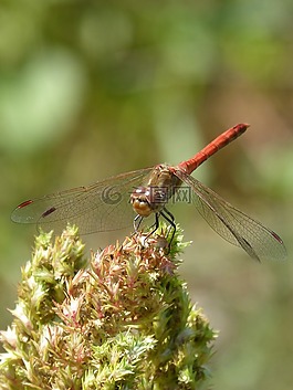蜻蜓,菇trithemis,我odonado