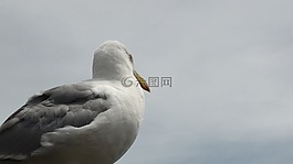 鳥(niǎo),海鷗,海洋