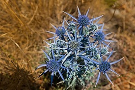薊,花,帶動