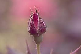 玫瑰,花,開花
