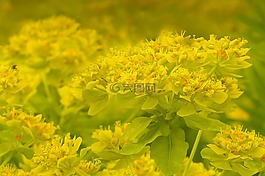 鮮花,花的海洋,黃色
