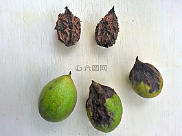 灰胡桃,堅果,使用和不使用殼