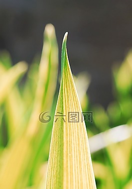 葉子,春天,綠色