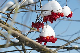 雪球,雪,紅果