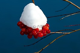 雪漿果,雪球,冬天