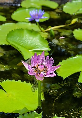 蓮花,荷葉,花