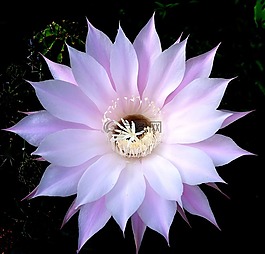 仙人掌,花,性質(zhì)