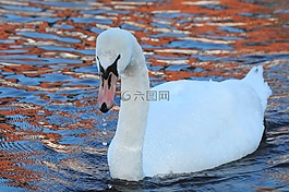 白天鵝,水,水禽