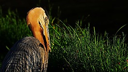 藍鷺,鳥,動物