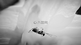 蜘蛛,宏,花