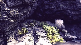 洞穴,巖,木