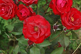 玫瑰,鮮花,紅色