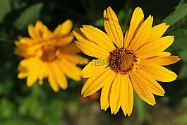 性質(zhì),廠,花