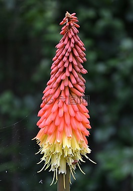 kniphofia,熾熱的波爾卡,tritoma