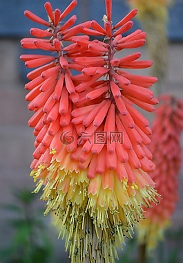 kniphofia,熾熱的波爾卡,雙花